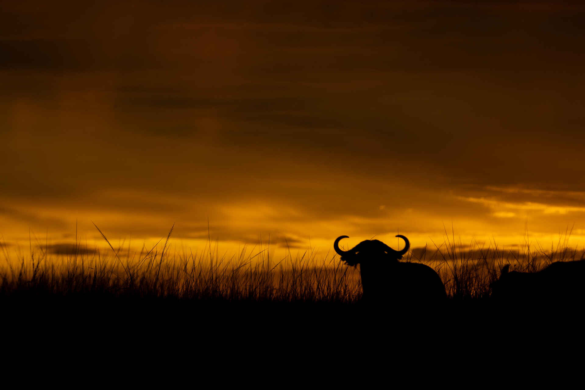 Papa´s Camp: Büffel