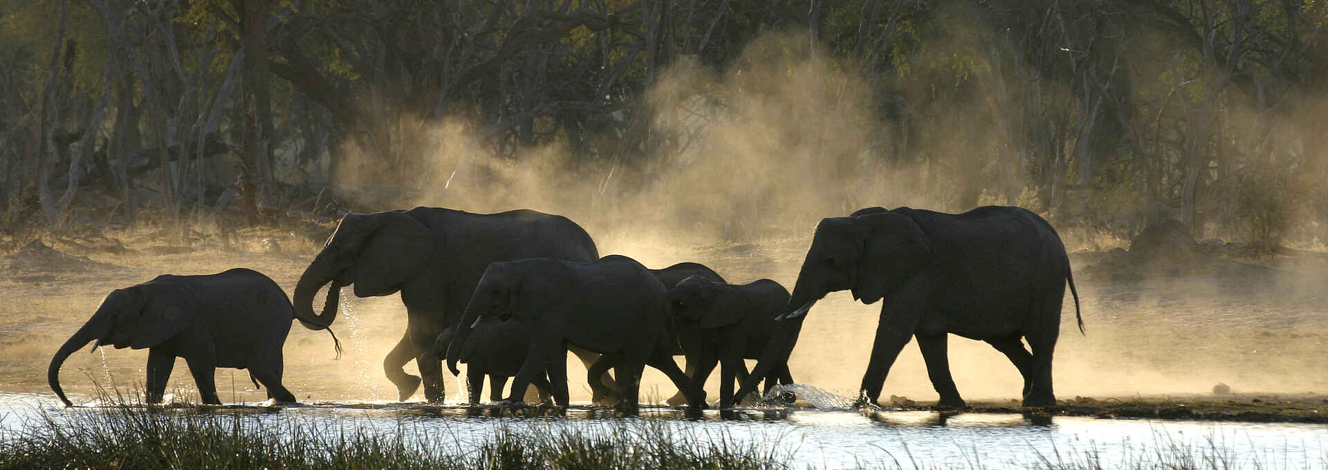 Sango Safari Camp: Elefantenherde Khwai River, Moremi Game Reserve, NG 19, Okavango-Delta, Sango Safari Camp, Elefantenherde
