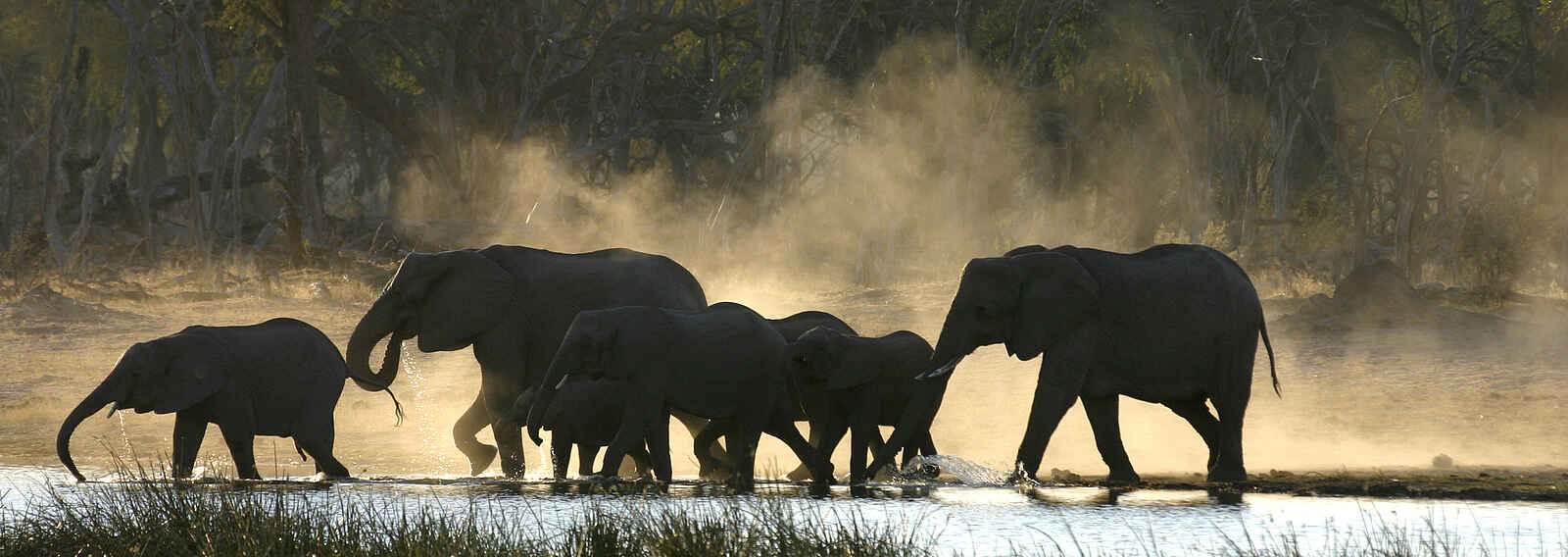 Sango Safari Camp: Elefantenherde Sango Safari Camp: Elefantenherde