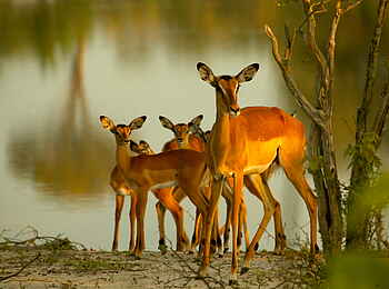 Selinda Explorers Camp: Impalafamilie