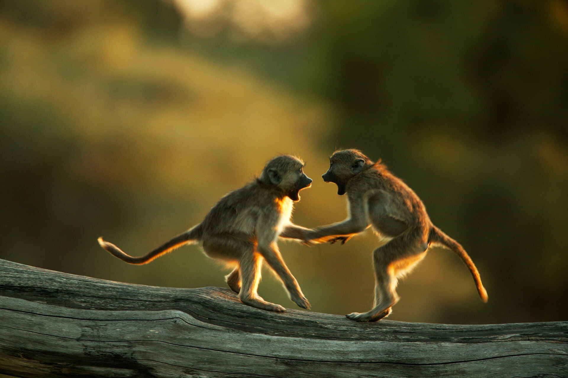 Selinda Suite: Baby-Paviane Selinda Suite: Baby-Paviane