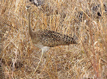 Selous Impala Camp: Trappe