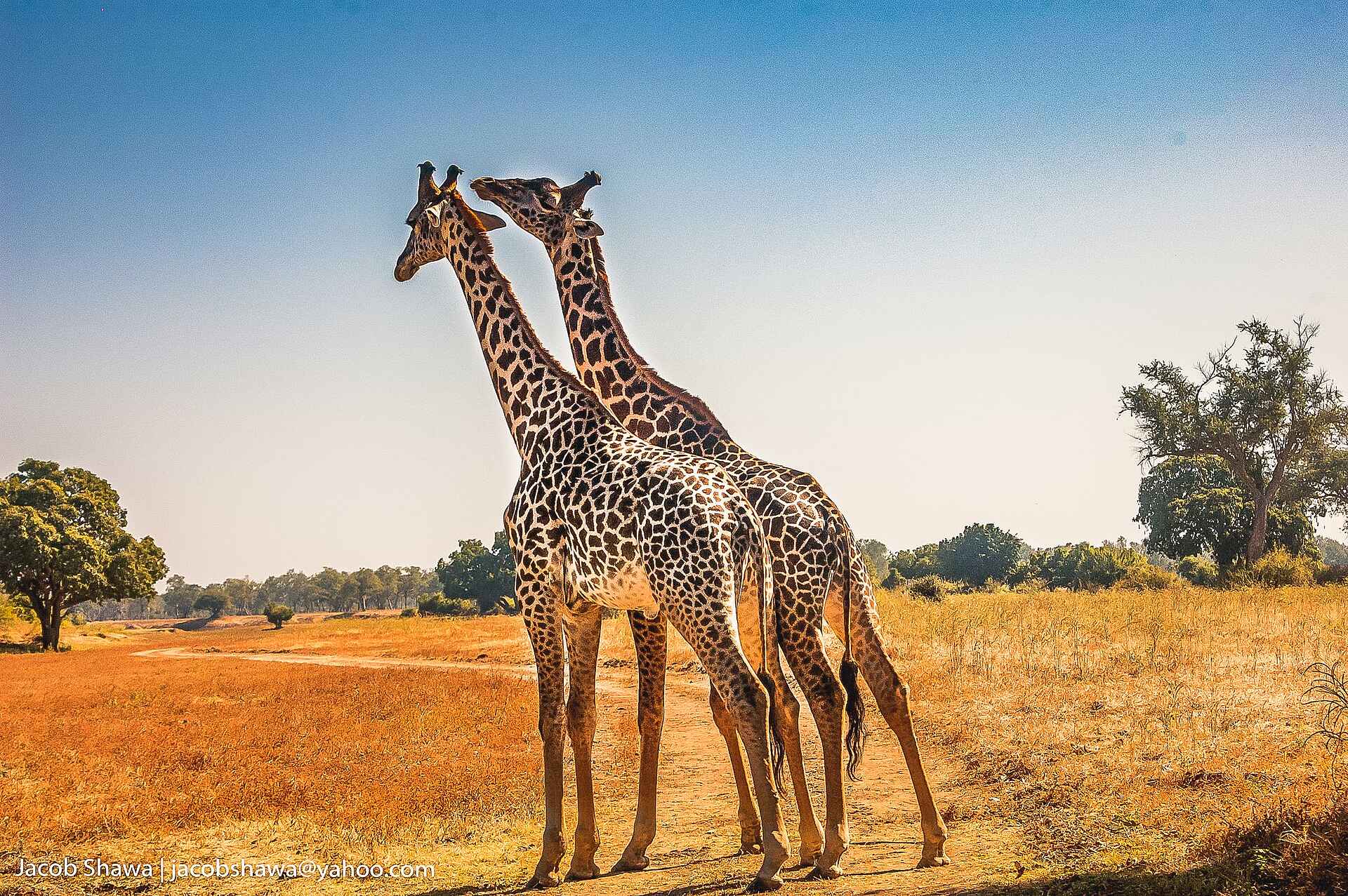 Shawa Luangwa Camp: Giraffen Shawa Luangwa Camp: Giraffen