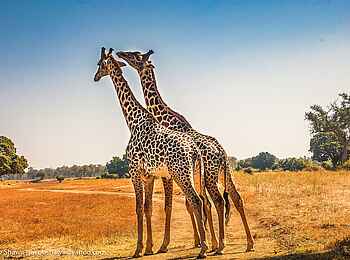 Shawa Luangwa Camp: Giraffen