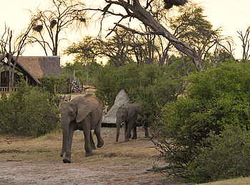 The Hide: Elefanten aus dem Beobachtungsunterstand gesehen The Hide: Elefanten aus dem Beobachtungsunterstand gesehen