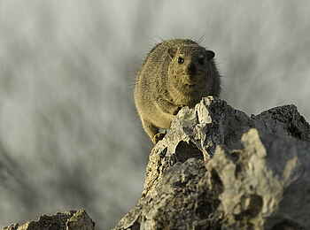 Wilderness Etosha Camp: Klippschliefer auf einem Felsen