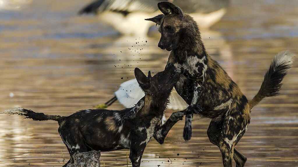Zarafa Dhow Suite: Wildhunde