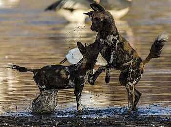 Zarafa Dhow Suite: Wildhunde