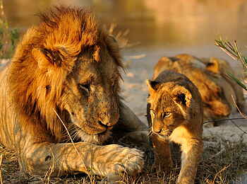 Inyati Game Lodge: Löwenfamilie