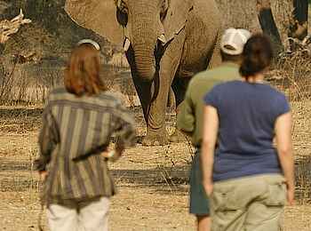 Kavinga Safari Camp: Elefant auf Walking Safari Kavinga Safari Camp: Elefant auf Walking Safari