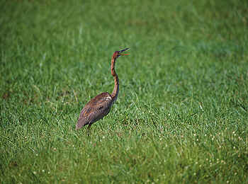 Matetsi Victoria Falls: Ein Reiher Matetsi Victoria Falls: Ein Reiher