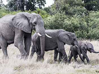 Mombo Camp: Drei Elefantengenerationen Mombo Camp: Drei Elefantengenerationen