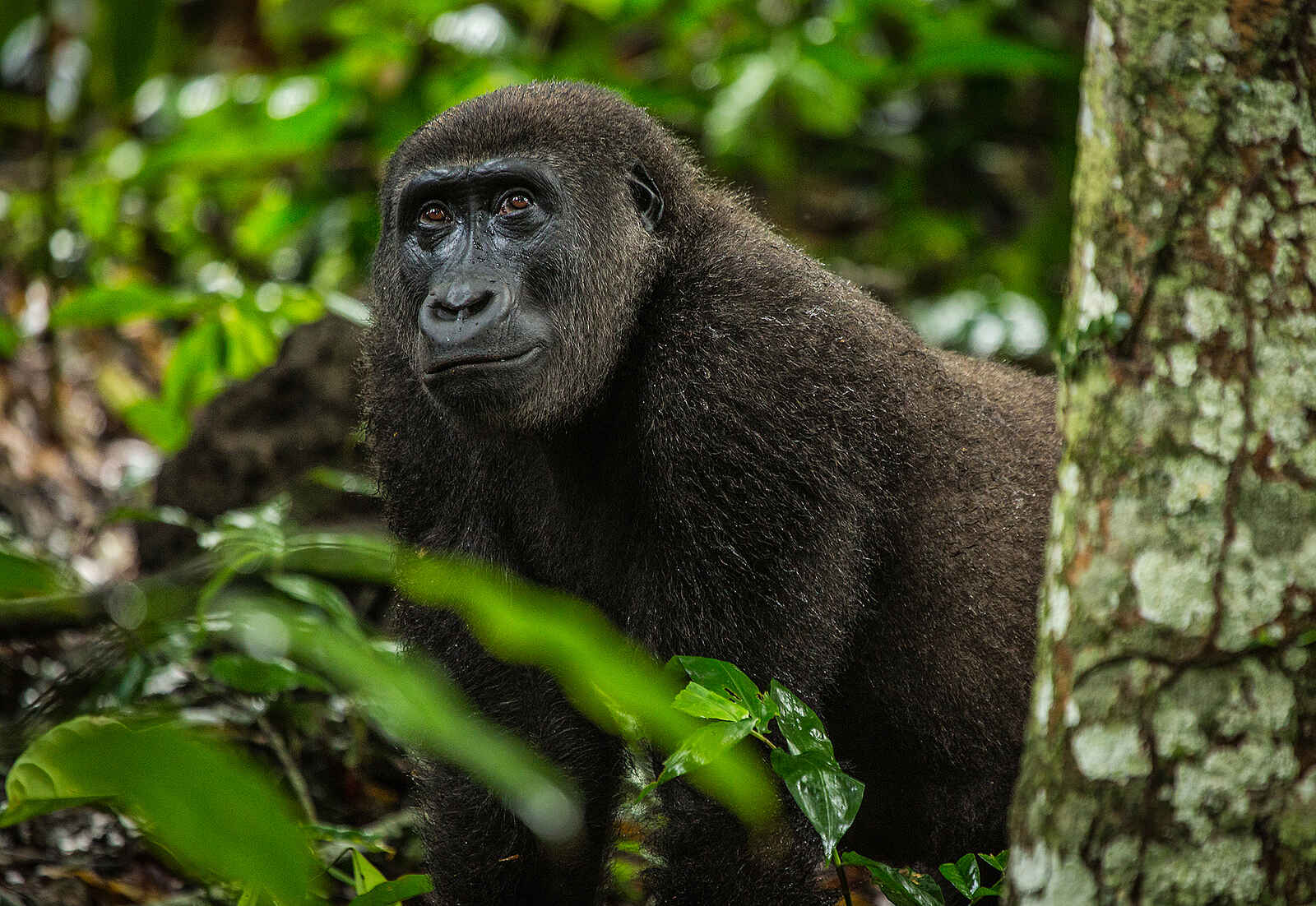 Ngaga Camp: Ein Gorilla aus der Nähe Ngaga Camp: Ein Gorilla aus der Nähe