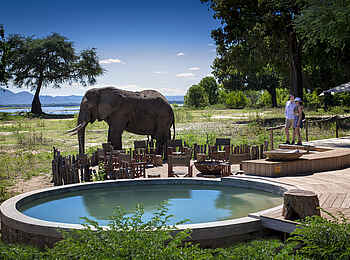 Nyamatusi Camp: Elefant vor der Boma Nyamatusi Camp: Elefant vor der Boma