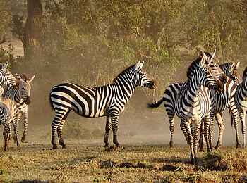 Olare Mara Kempinski: Zebras im besten Licht