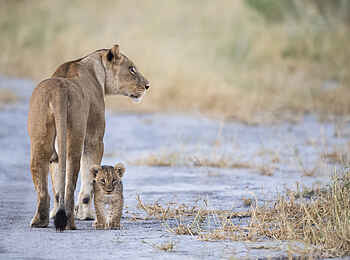 Qorokwe Camp: Löwenmutter und Baby Qorokwe Camp: Löwenmutter und Baby
