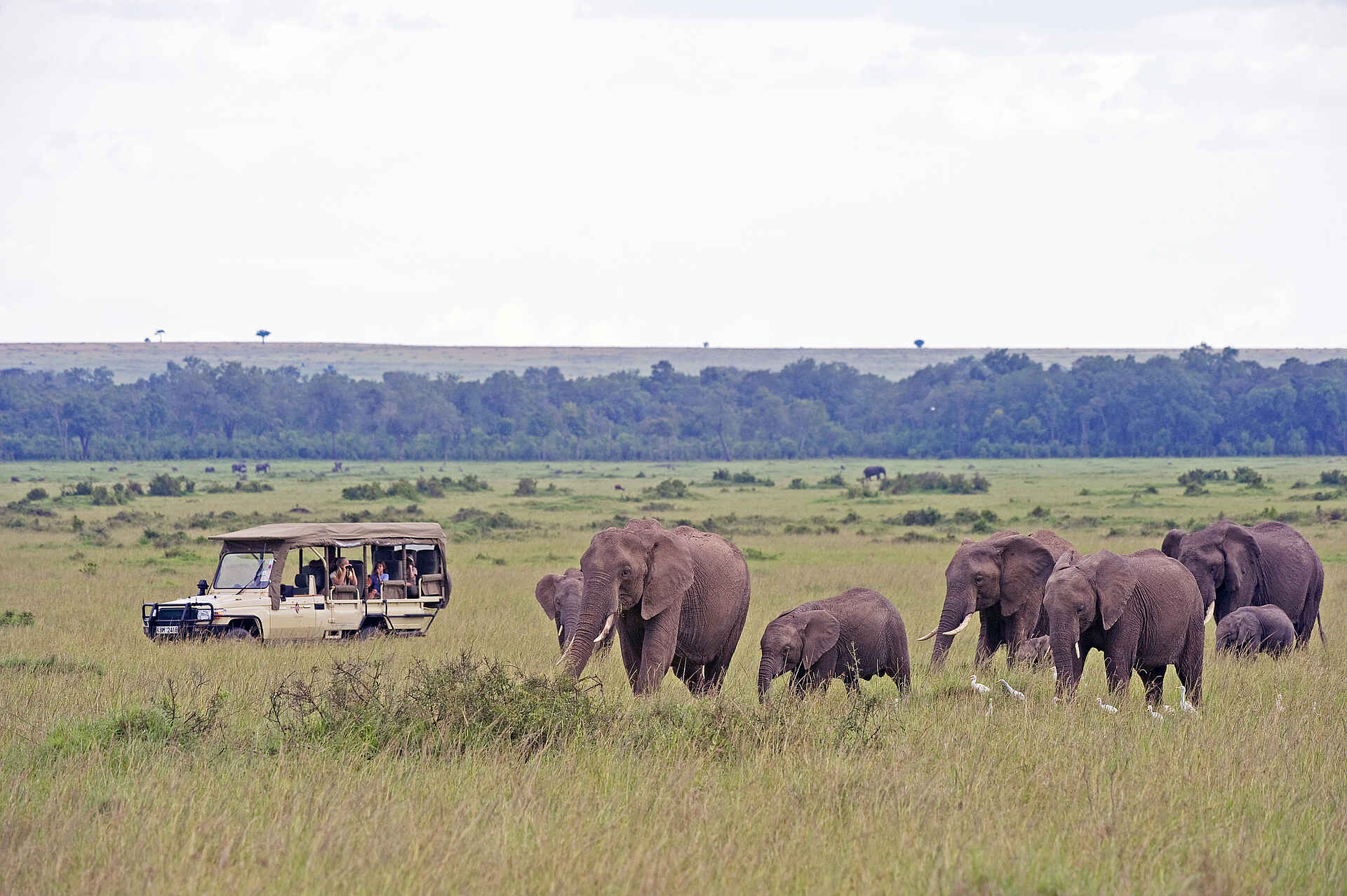 Sanctuary Olonana: Elefantenherde