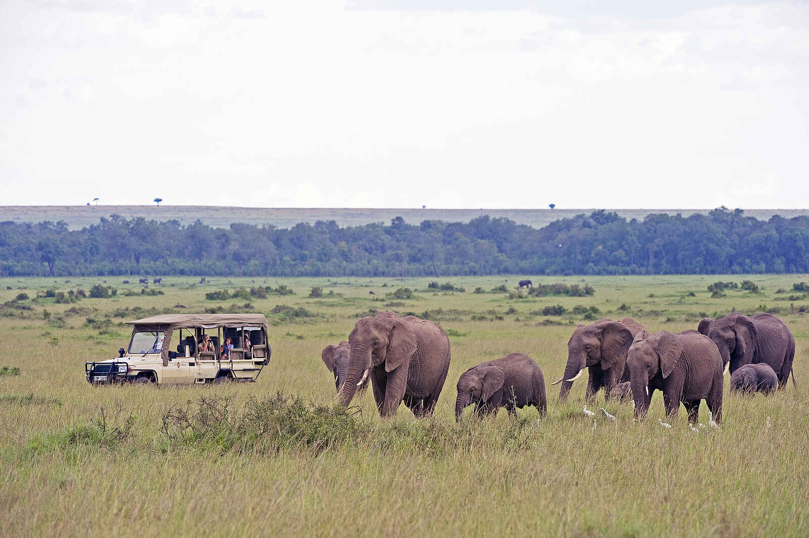 Sanctuary Olonana: Elefantenherde Sanctuary Olonana: Elefantenherde