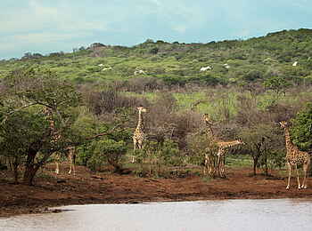 Thanda Tented Camp: Giraffen vor dem Camp Thanda Tented Camp: Giraffen vor dem Camp