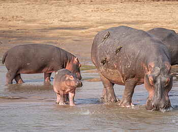 Time + Tide Chinzombo: Hippofamilie