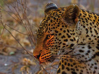 Belmond Savute Elephant Lodge: Leopard im Dickicht