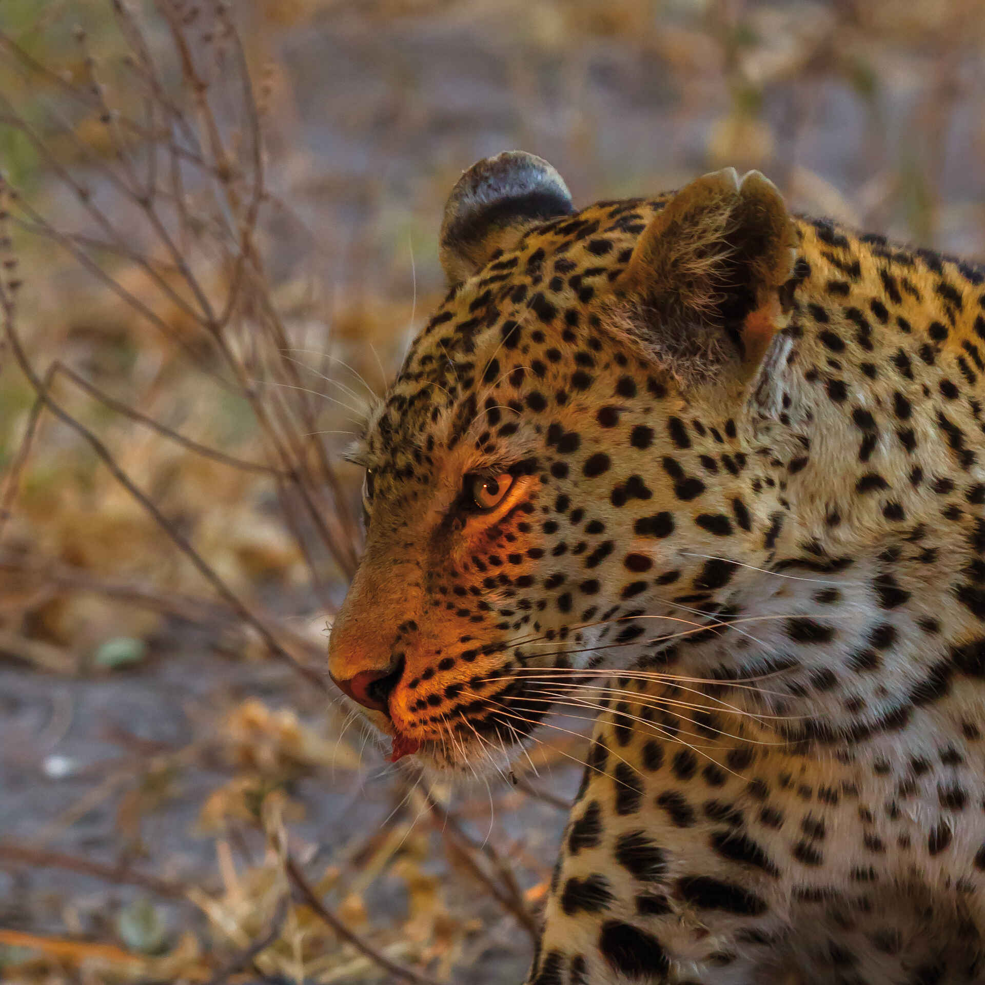 Belmond Savute Elephant Lodge: Leopard im Dickicht