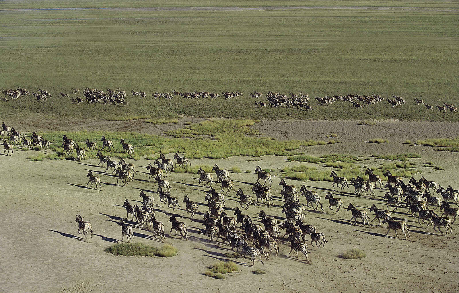 Camp Kalahari: Zebrawanderung Camp Kalahari: Zebrawanderung