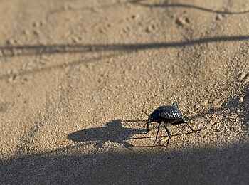 Damaraland Camp: Tok Tokkie Käfer