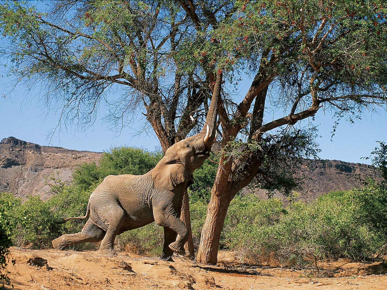 Damaraland Camp: Wüstenelefant vergreift sich im Baum Damaraland Camp: Wüstenelefant vergreift sich im Baum