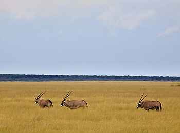 Etosha: Oryxherde