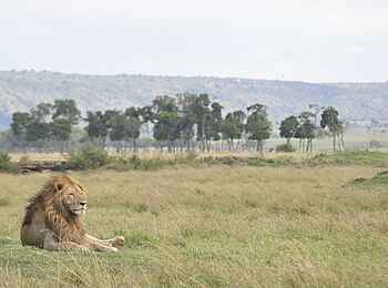 Governors' Camp: Löwe aus der Nähe Governors' Camp: Löwe aus der Nähe