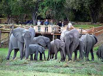 Kafunta River Lodge: Elefanten vor der Lodge