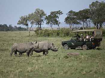 Kichwa Tembo Tented Camp: Spitzmaulnashörner am Safarifahrzeug Kichwa Tembo Tented Camp: Spitzmaulnashörner am Safarifahrzeug