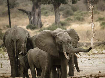 Kwihala Camp: Elefant spritzt Wasser