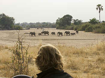 Kwihala Camp: Elefantenkarawane