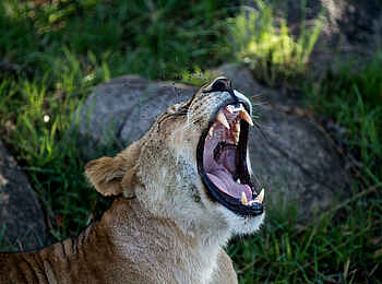 Lemala Mpingo Ridge Lodge: Gähnender Löwe Lemala Mpingo Ridge Lodge: Gähnender Löwe