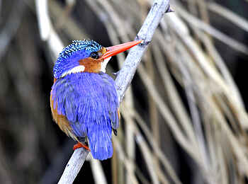 Leopard Lodge: Haubenzwergfischer