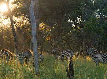 Lilayi: Zebras und Morgensonne Lilayi: Zebras und Morgensonne