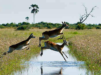 Little Tubu: Rote Moorantilopen springen über einen Kanal Little Tubu: Rote Moorantilopen springen über einen Kanal