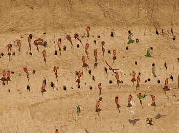 Luangwa River Camp: Karminspinte Luangwa River Camp: Karminspinte