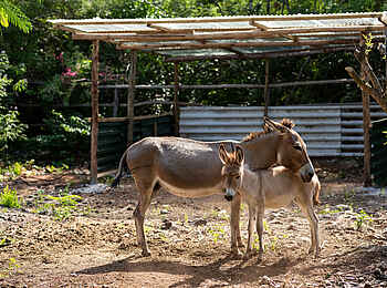 Melia Zanzibar: Esel Melia Zanzibar: Esel