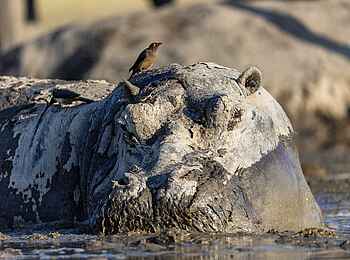 Mokolwane Camp: Nilpferd im Wasser