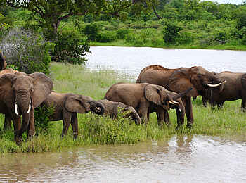 Motswari Game Lodge: Elefanten am Flussufer