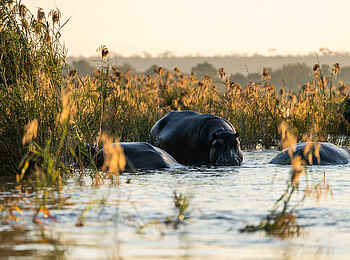 Mukwa River Lodge: Nilpferde im Sambesi River
