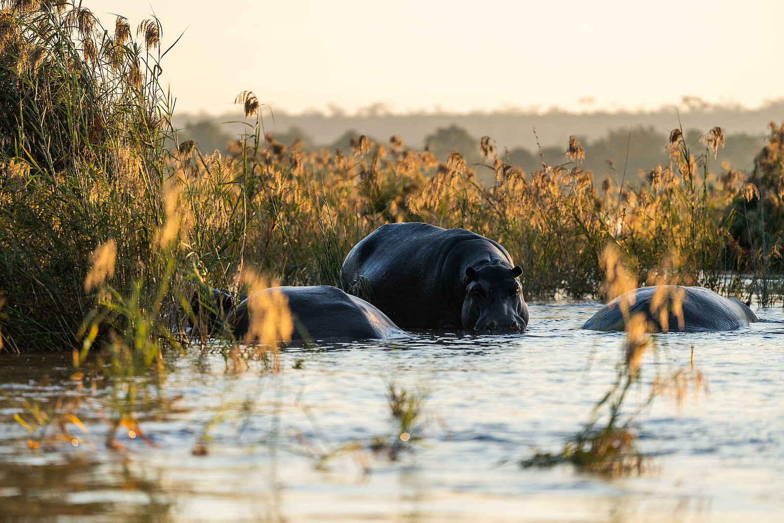Mukwa River Lodge: Nilpferde im Sambesi River Mukwa River Lodge: Nilpferde im Sambesi River