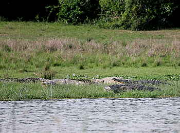 Murchison Falls National Park: Nilkrokodile Murchison Falls National Park: Nilkrokodile
