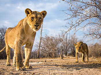 Norman Carr Safaris: Neugierige Löwen