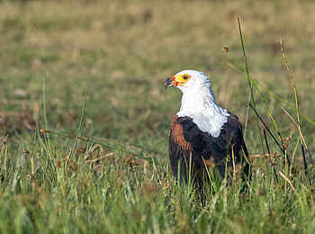 Qorokwe Camp: Adler
