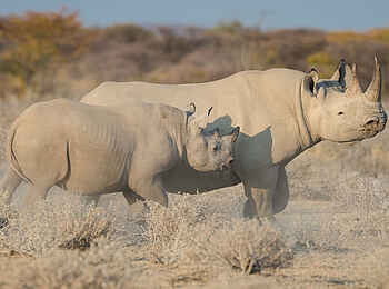 Safarihoek Lodge: Nashornmutter mit Kalb