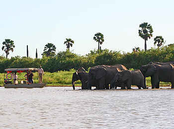 Selous Impala Camp: Elefanten bei Bootssafari
